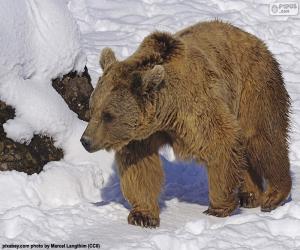 yapboz Karda kahverengi ayı
